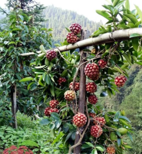 Kadsura Dragon™ Vine propagation 
