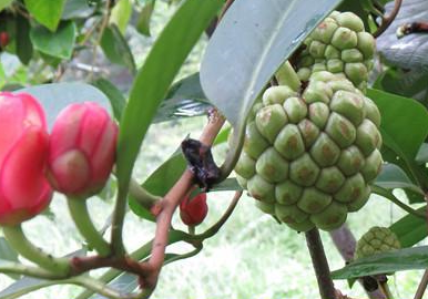 Kadsura flower and fruit 1.1.