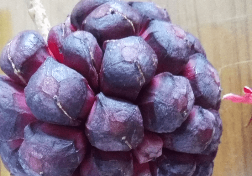 Purple-tiger-balls-fruit-close-up